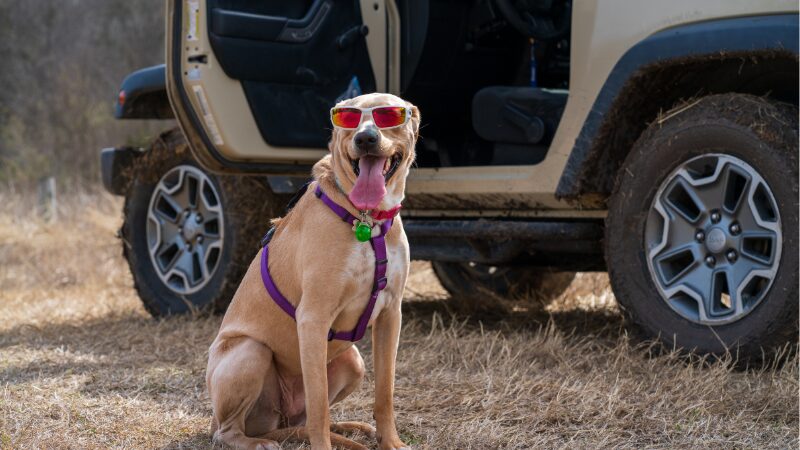 サングラスをかけた犬の写真