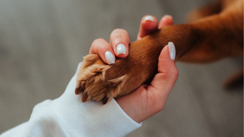 犬と信頼の証をイメージした写真
