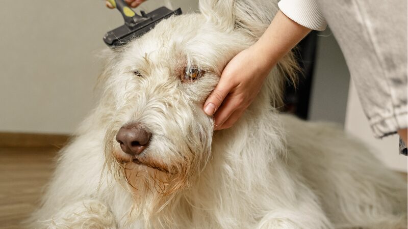 散歩後の犬をブラッシングして身体のチェックをしている様子