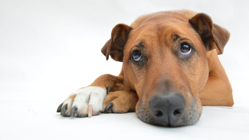 犬の写真