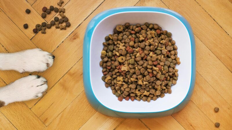 ドッグフード犬の防災食をイメージした写真