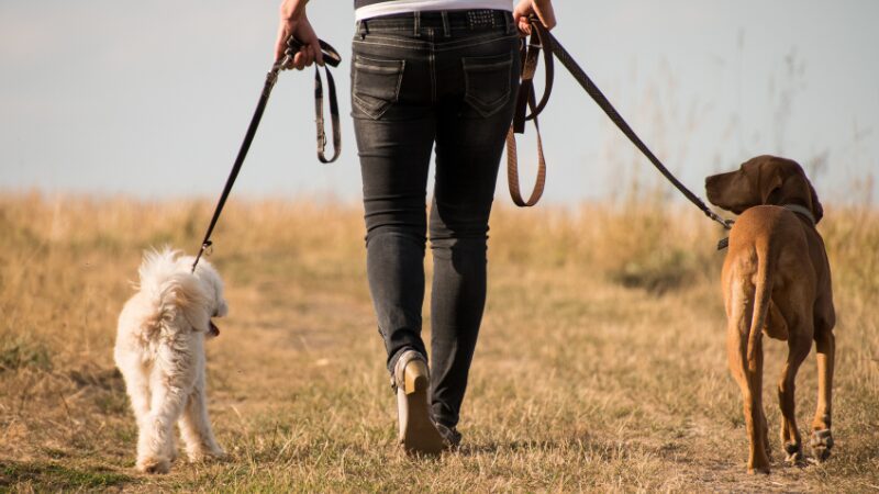 犬と散歩している写真