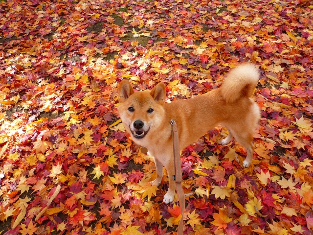 紅葉の中犬とお散歩している写真