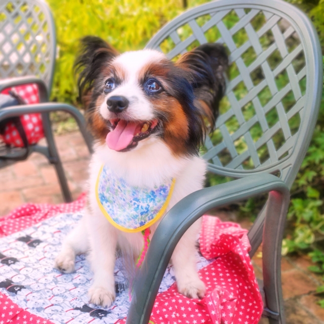 カフェでくつろぐ犬の写真