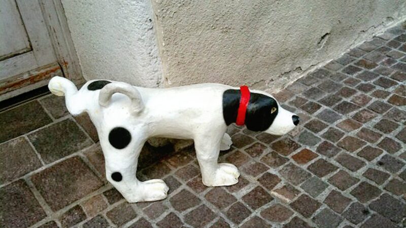 犬がおしっこしているイメージ写真