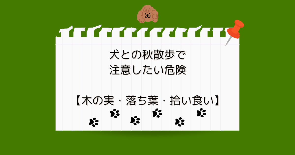 犬との秋散歩で注意したい危険【木の実・落ち葉・拾い食い】