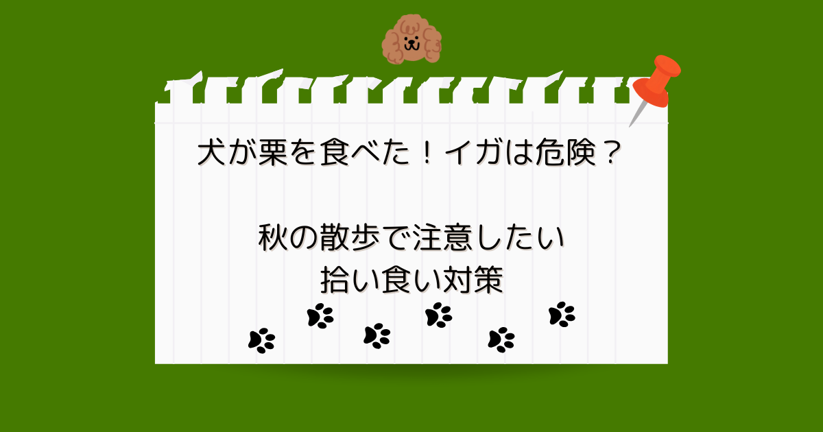 犬が栗を食べた！イガは危険？秋の散歩で注意したい拾い食い対策