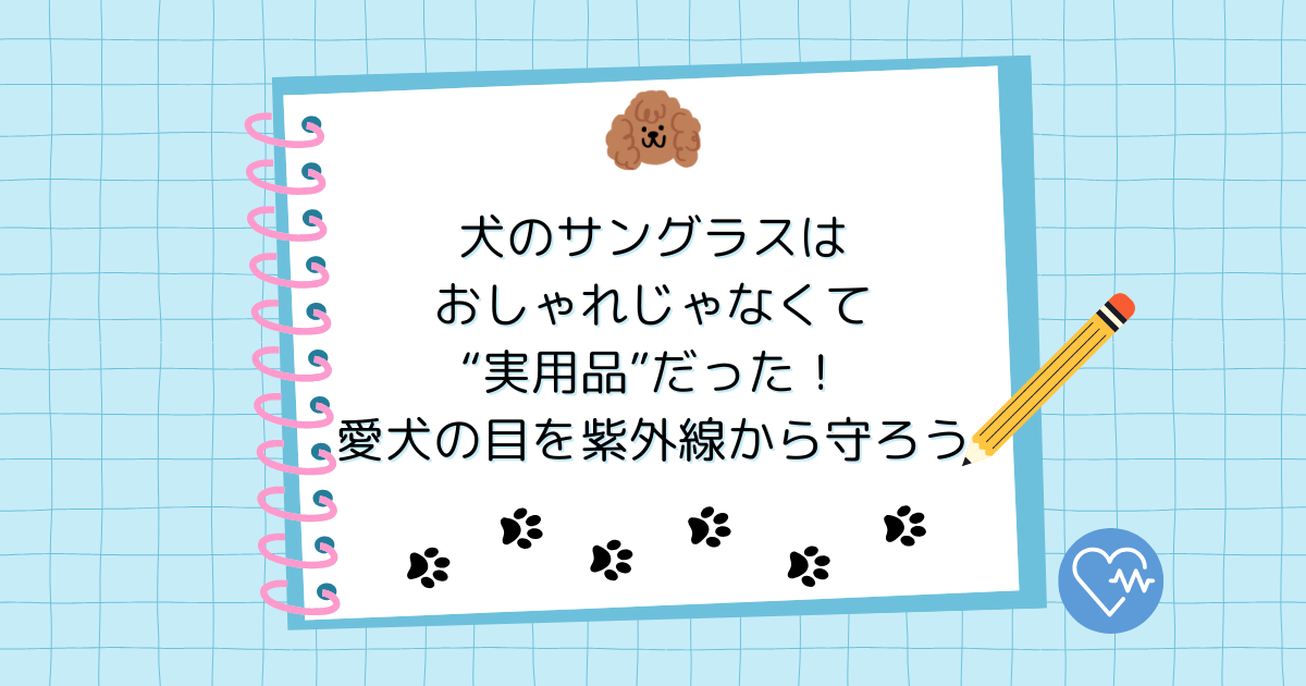 犬のサングラスはおしゃれじゃなくて“実用品”だった！愛犬の目を紫外線から守ろう