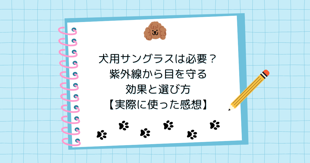 犬用サングラスは必要？紫外線から目を守る効果と選び方【実際に使った感想】