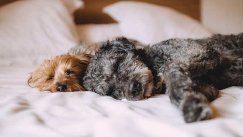 ベッドで寝ている犬の写真