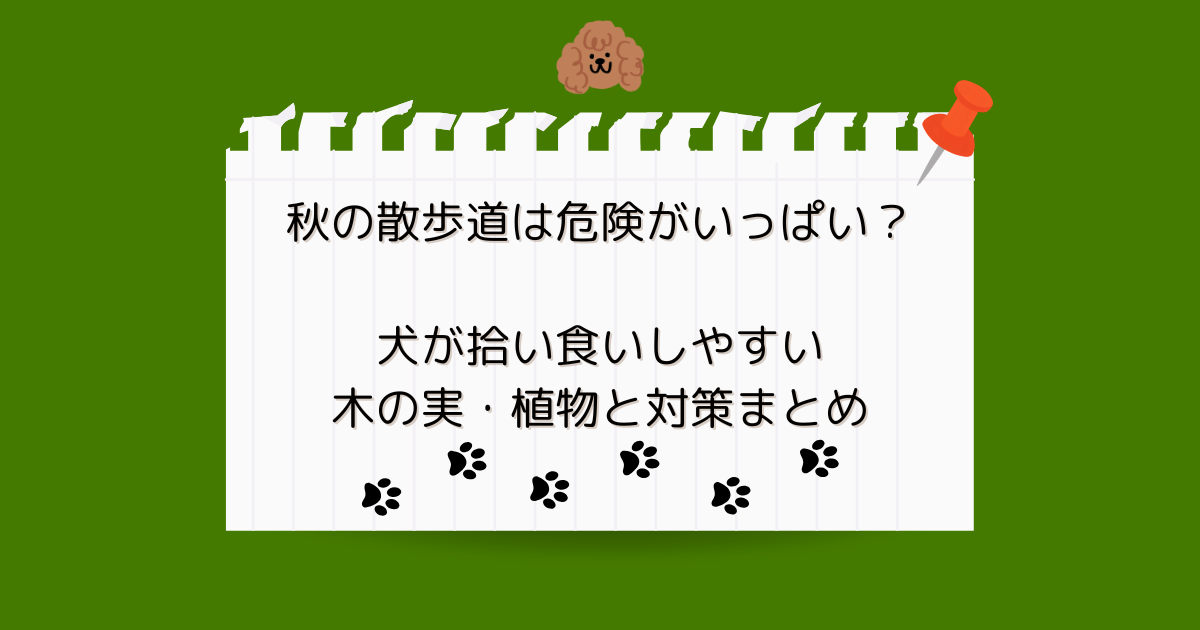 秋の散歩道は危険がいっぱい？犬が拾い食いしやすい木の実・植物と対策まとめ