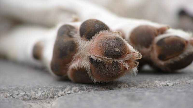 犬が寝ているイメージの写真