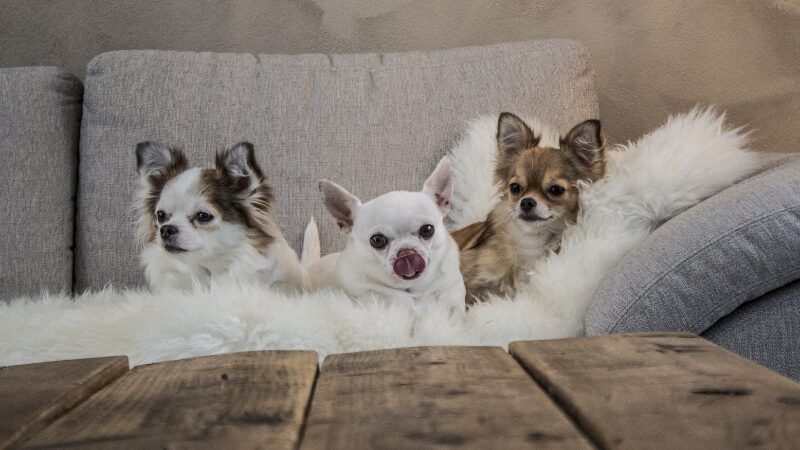 犬たちが留守番をしているイメージ写真