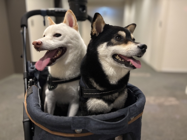 カートに乗る2匹の犬の写真