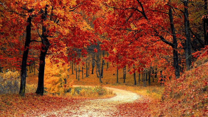 紅葉時の散歩道をイメージした写真