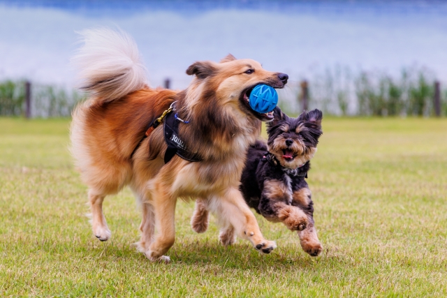 犬同士で遊んでいる写真