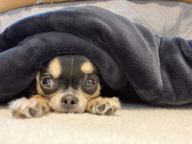 毛布にくるまるチワワの写真