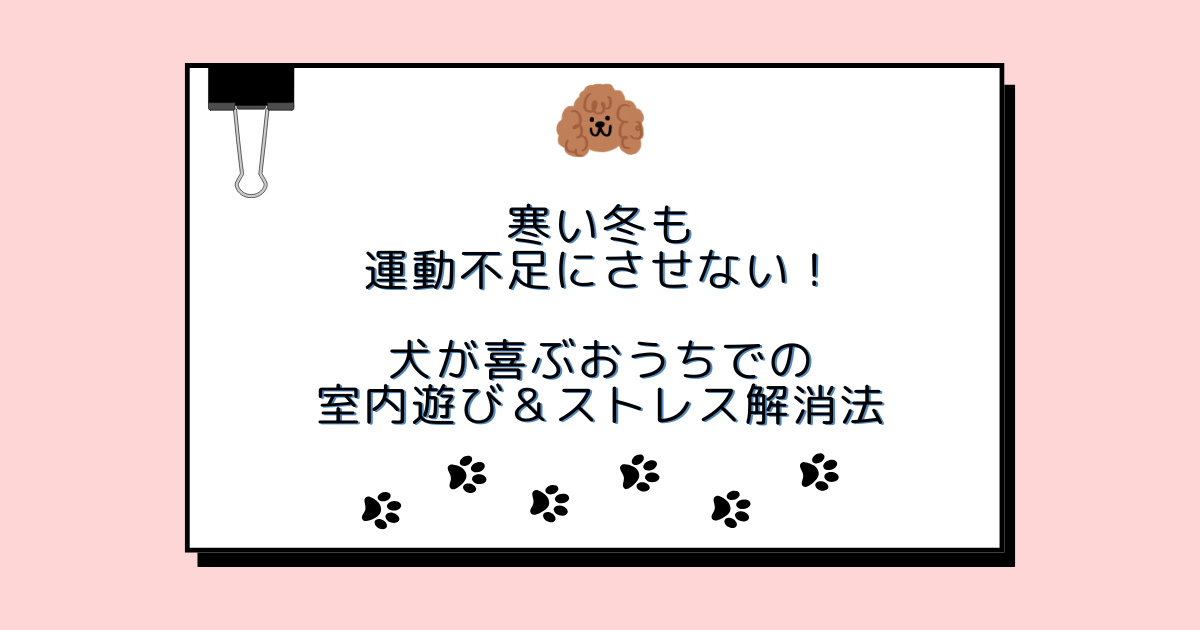 寒い冬も運動不足にさせない！犬が喜ぶおうちでの室内遊び＆ストレス解消法