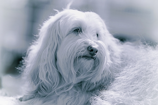 ラブラドゥードルの写真