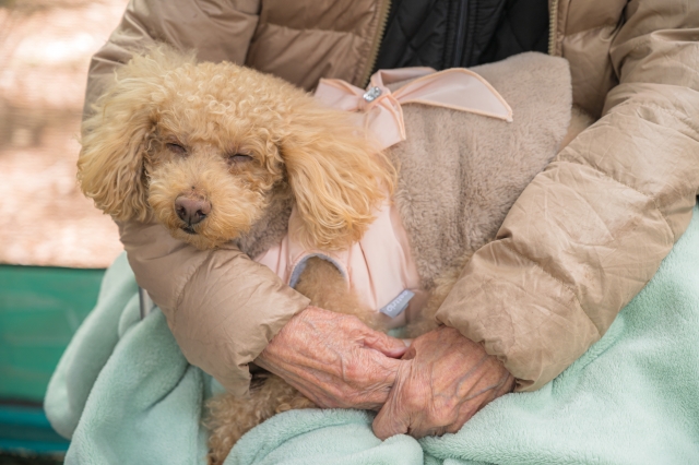 抱っこされている犬の写真