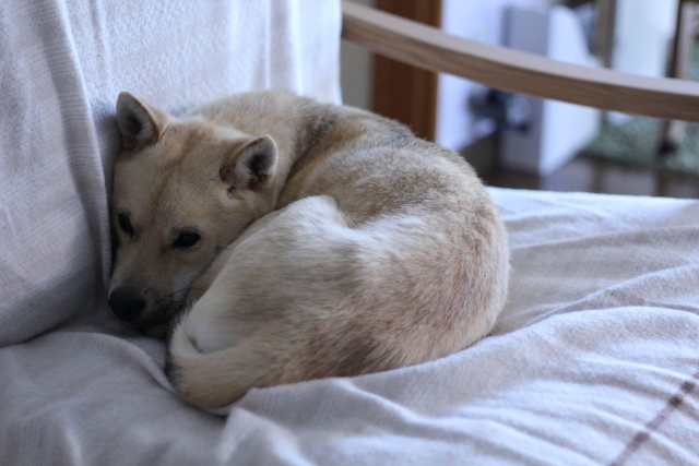 寒そうにしている犬