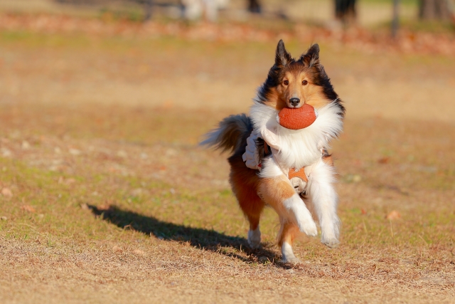ボール遊びをする犬の写真