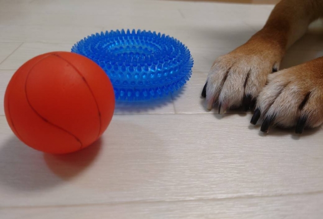 室内で犬とおもちゃの写真
