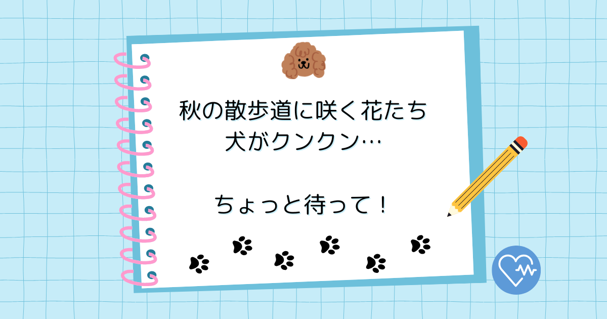 秋の散歩道に咲く花たち。犬がクンクンしたがるけれど、ちょっと待って！