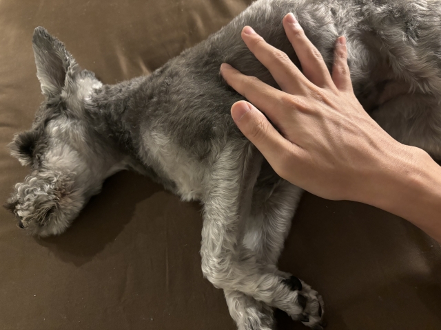 マッサージされる犬の写真