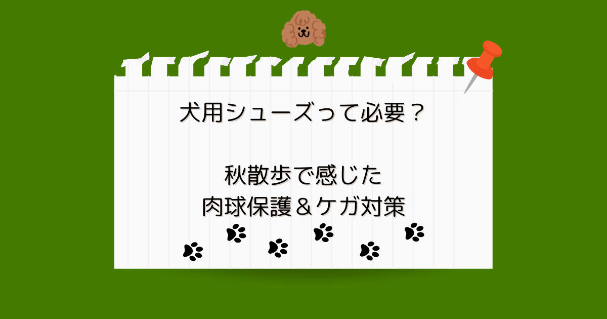 犬用シューズって必要？秋散歩で感じた肉球保護＆ケガ対策