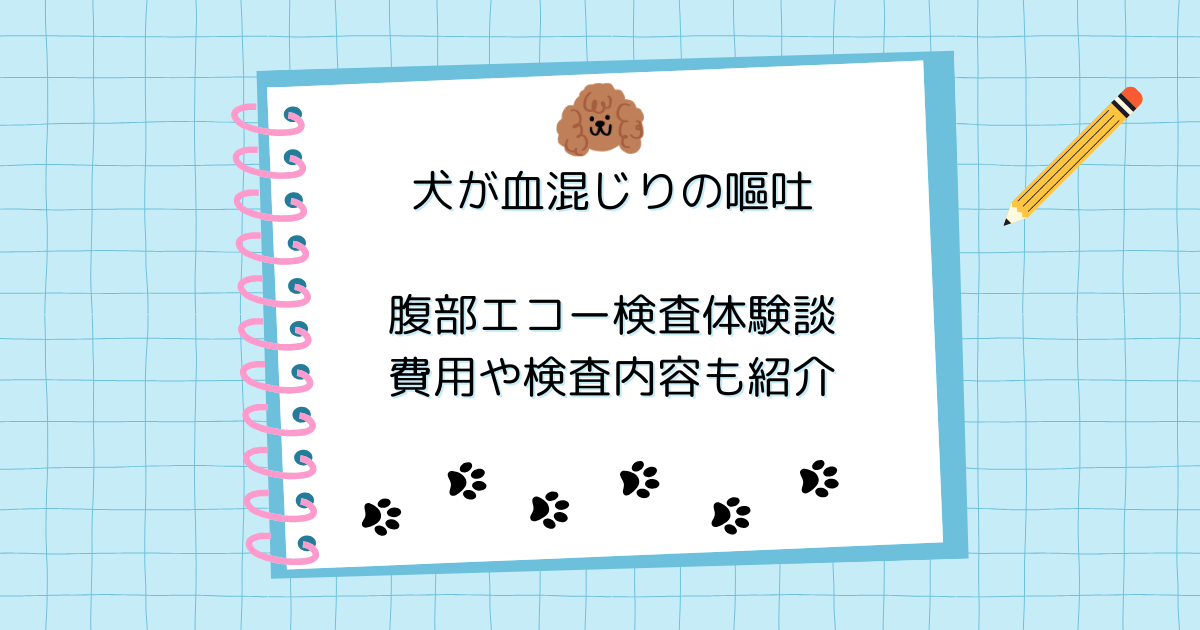 犬が血混じりの嘔吐…腹部エコー検査を受けた体験談｜費用や検査内容も紹介